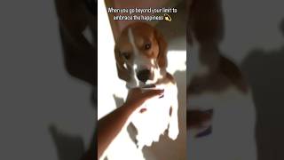 Smart Beagle Puppy Knows The Secret Of Happiness #beagle #cute #dog #doglover #shorts #viral #new