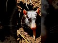 Star-nosed Mole: The Fastest Eating Mammal on Earth
