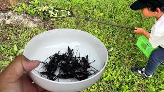 We took the Red-Necked Longhorn Beetles the kids caught to the town hall and something crazy happ...