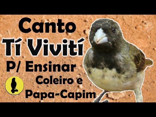 CANTO DE PAPA CAPIM VIVITI PARA TORNEIO #CANTODASAVES 