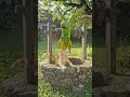 Hero Parrot Rescues a Dying Kitten – Emotional Story ❤️ #shorts #ytshorts