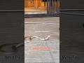 Lucky Man Saved From Cobra #serpentadventures #cobra #venomous #reptiles #viralvideo #trending #big4