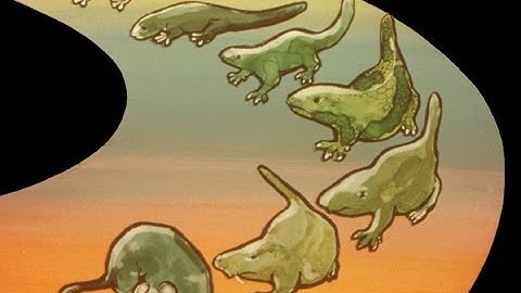 Ep  9 - Are There Evolutionary Transitional Forms in the Fossil Record?