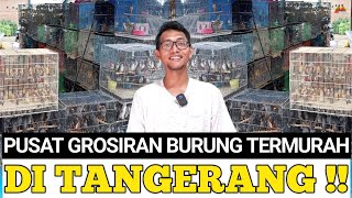 TERNYATA INI ! AGEN DAN PUSAT GROSIR BURUNG TERMURAH DI CIPONDOH TANGERANG