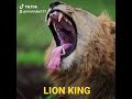 King of jungle #shorts