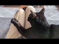 膝の提供が遅かったのでむーって言いながら膝に乗る黒猫