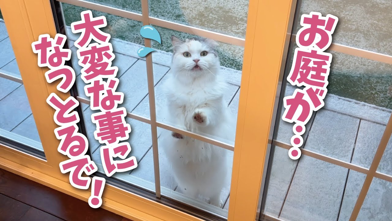 みなさん最強寒波大丈夫だったでしょうか？【関西弁でしゃべる猫】【猫