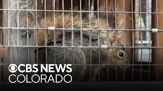 Boulder County wildlife rehabilitation center treats record high number of patients