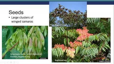 Identify & Report Spotted Lanternfly and Tree of heaven with iMapInvasives - Summer