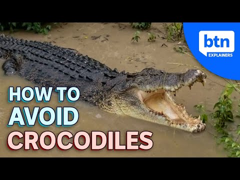 How To Avoid Crocodiles | Explained