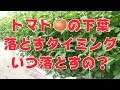 5/28 これからのトマトの管理#385