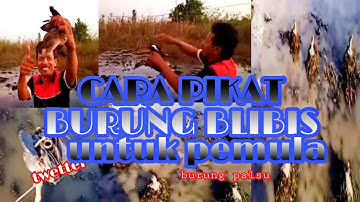 Cara mikat burung blibis menggunakan jaring