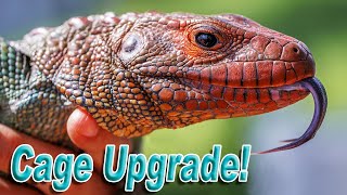 Our Caiman Lizard Gets a HUGE Enclosure Upgrade!