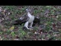 Hawk Vs Snake