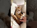😹 Cats Doing Cats Things 😹 #shorts #funnycat #fyp