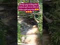 Suara Emas, KH,Muammar, ZA