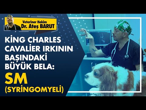 King Charles Cavalier ırkının başındaki büyük bela: SM (SYRİNGOMYELİ)