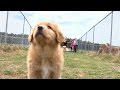 Meet Nova Scotia's canine ambassador, the Duck Toller の動画、YouTube動画。