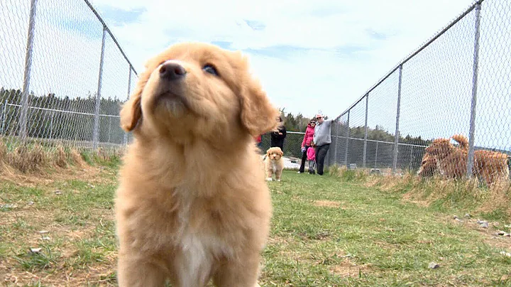 Meet Nova Scotia's canine ambassador, the Duck Tol...
