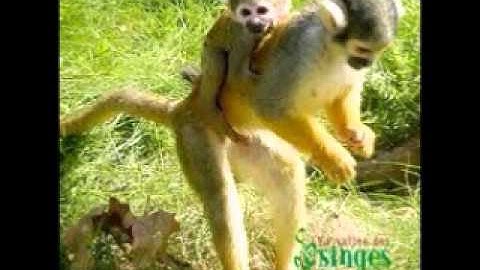 Sourat Younous . Saad El Ghamidi . 3 سورة يونس