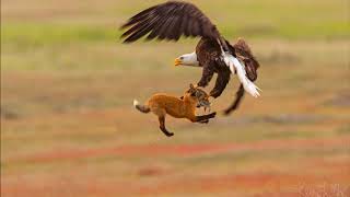 Exact Moment Fox and Eagle Fight Over a Rabbit in Mid Air