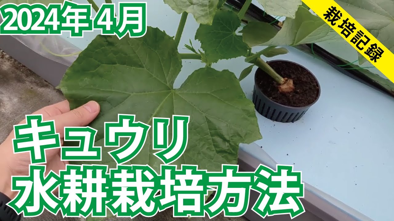 【4月開始】水耕栽培キュウリを雨どいで育てる【2024年4月】