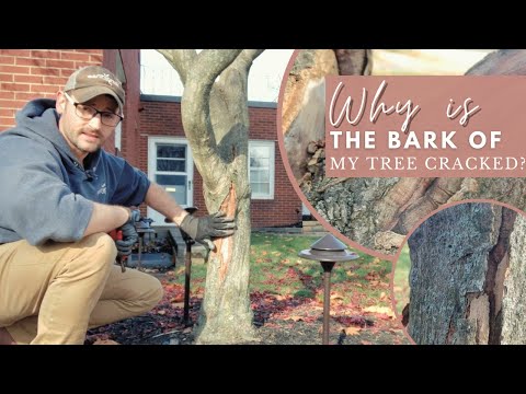 Video: Why Does The Bark Crack Along