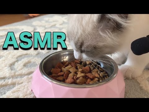 【ASMR】子猫の咀嚼音、カリカリとウェットを食べる音を聞き比べしてみたら耳が心地良い♪