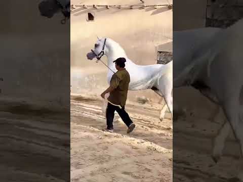 الحصان جواد 