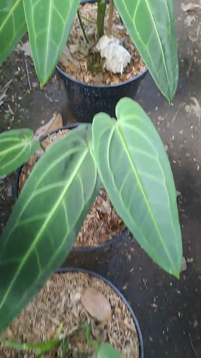 085877269114 #speedsong #song #music #shortvideo #plants #tanamahias