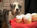 Stains The Dog Resists Temptation of Cupcakes (HQ)