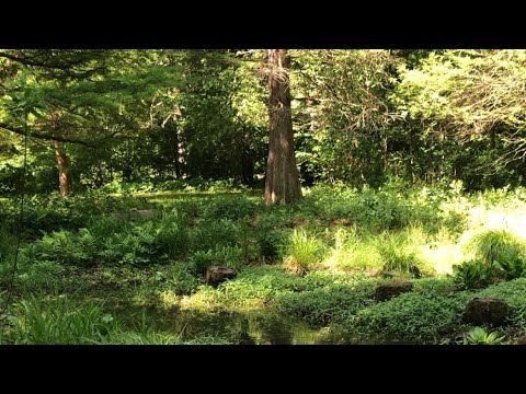 Bald Cypress in Pennsylvania Vernal Pond