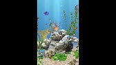 美しい金魚をホーム画面で鑑賞しよう 金魚 3d ライブ壁紙 Youtube