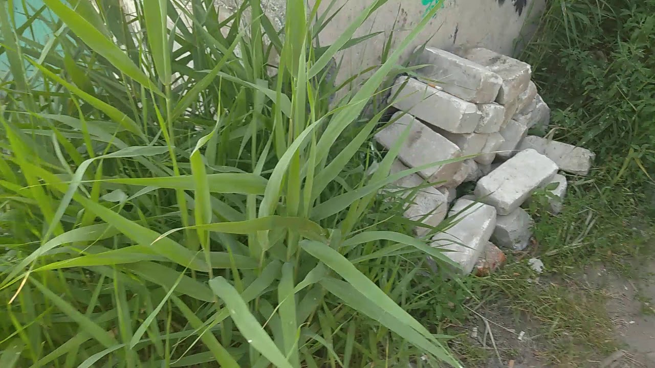 Ваз 2115,2114,2113,не заводится,или схватывает на двух цилиндрах ...