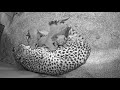 view Cheetah Rosalie and Cubs Back on Webcam digital asset number 1