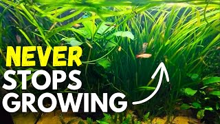 The Aquarium Plant THAT NEVER STOPS GROWING!