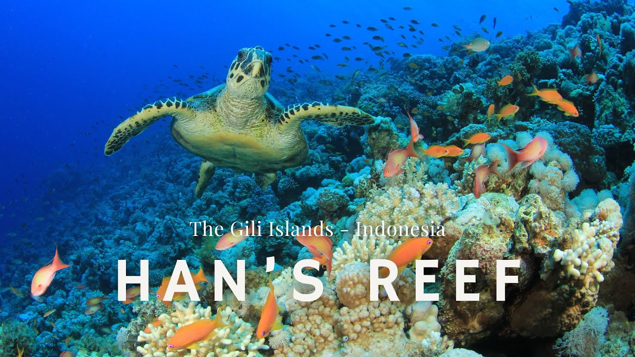 Han's Reef: Beneath the Waves of Gili Islands #giliislands