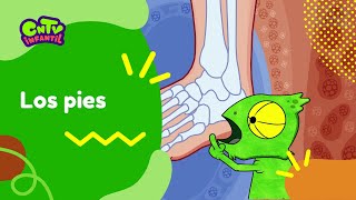 Los pies | Camaleón y las naturales ciencias 3° temporada