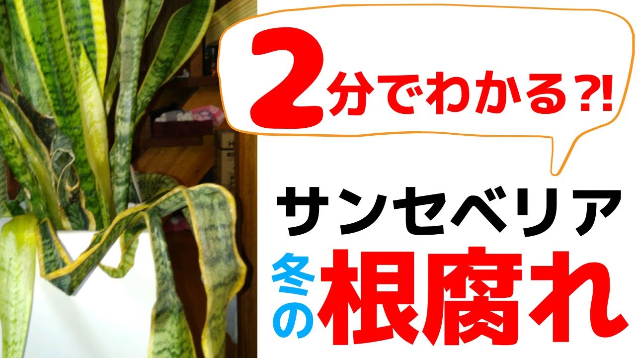 2分でわかる サンセベリアの根腐れ 原因と対策 サンセベリア 根腐れ 植替え 株分け サンスベリア 観葉植物 水やり 冬 寒い Youtube