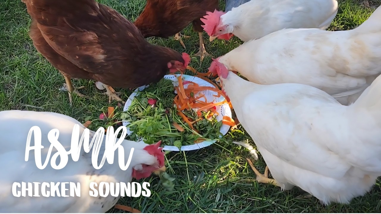 10 минут ASMR-звуков кур | Куры едят кухонные отходы с овощами
