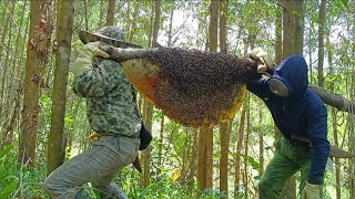 Million Dollars Skill! Brave Millionaire Harvesting Honey Beehive by Hands.