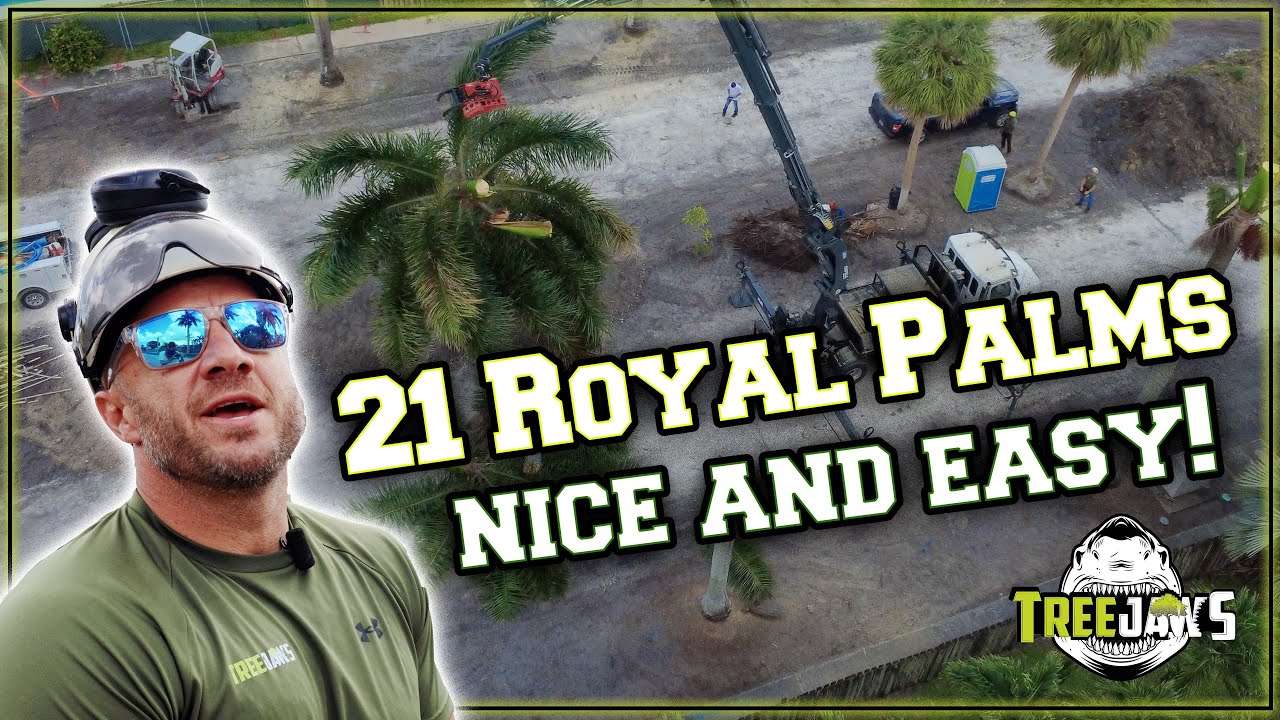 Removing 21 Royal Palms in South Florida — Tree Jaws Style - YouTube
