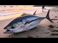 Fresh Market Vibes: Daily Fish Cutting Live