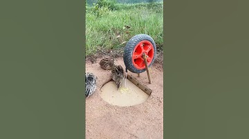 Creative New DIY Bird Trap - Quail Trap # simple bird trap #shorts