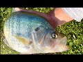 This CRAPPIE ATE ALL THE BASS IN THE POND!! (MONSTER)