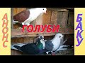 Анонс! Бакинские голуби Исмаила в Баку!