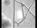 Anastomosis in mycorrhizal fungi