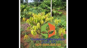 KỸ THUẬT XỬ LÝ BỆNH THỐI RỄ VÀNG LÁ GÂY HẠI TRÊN CÂY CÀ PHÊ