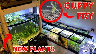 SETTING up more 10 Gallon Tanks, GUPPIES had BABIES! Unboxing New Plants from FATHER FISH! by Adam Ryan 1,191 views 3 months ago 22 minutes