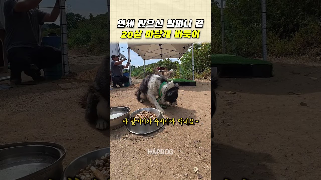 연세 많으신 할머니를 지키는 20살 마당개 바둑이